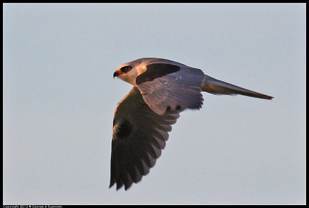 1222-162425-03.jpg - White-tailed Kite