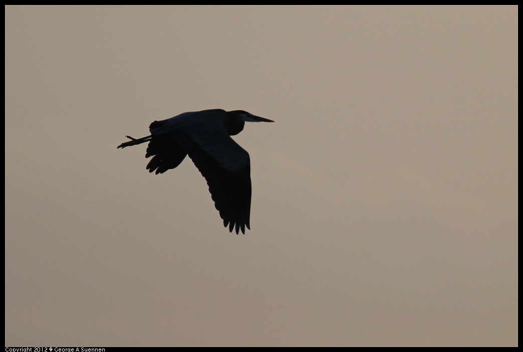1222-163030-01.jpg - Great Blue Heron