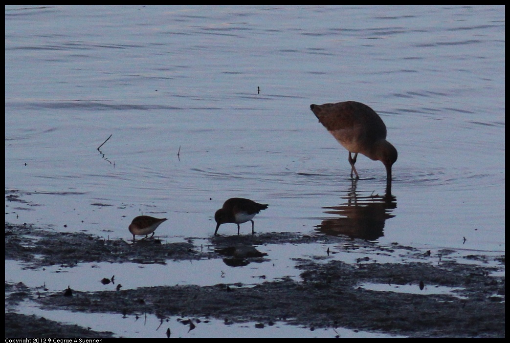 1222-163243-02.jpg - Marbled Willet, Dunlin, and Western Sandpiper