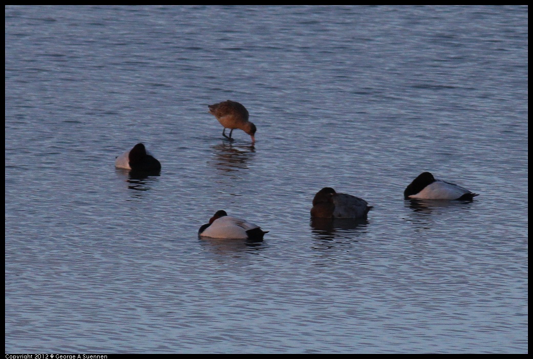1222-163252-02.jpg - Willet, Canvasback, and Scaup
