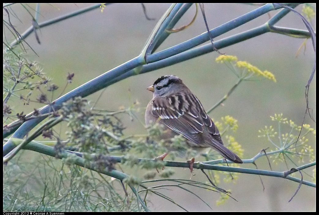 1222-164232-02.jpg - White-crowned Sparrow