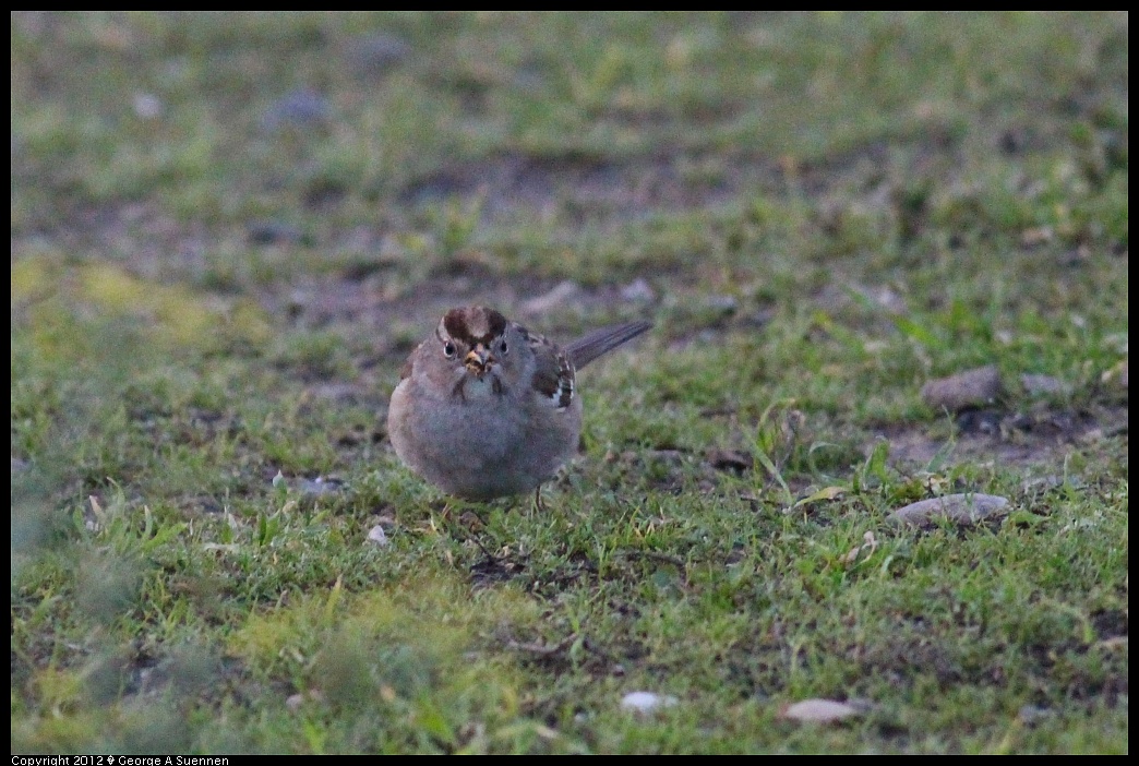 1222-164245-03.jpg - White-crowned Sparrow