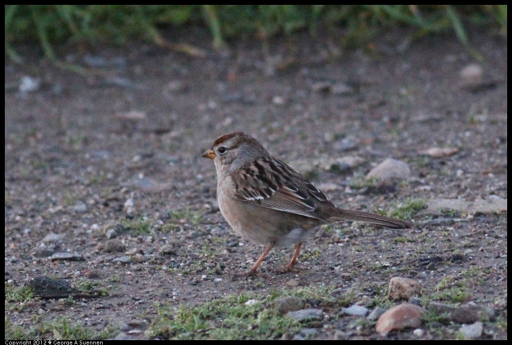 1222-164259-01.jpg - White-crowned Sparrow