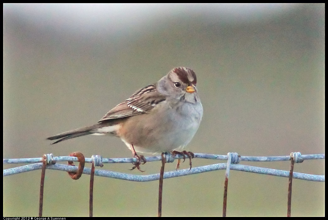 1222-164312-02.jpg - White-crowned Sparrow