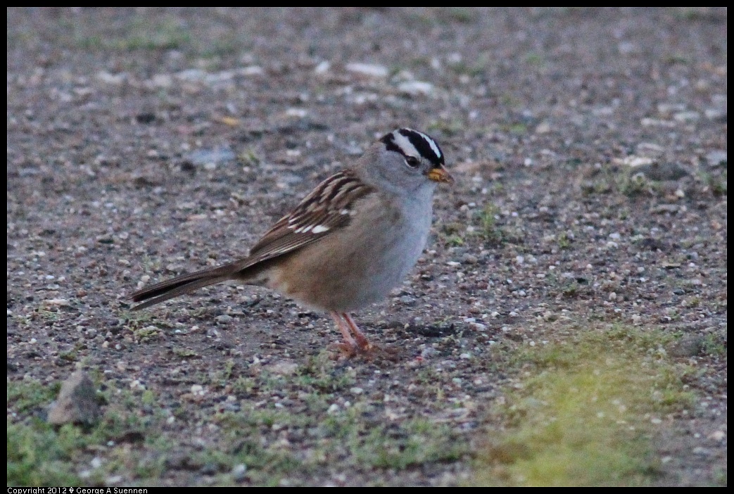 1222-164328-02.jpg - White-crowned Sparrow