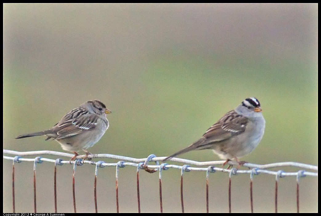 1222-164447-01.jpg - White-crowned Sparrow