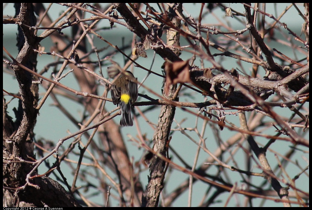 1227-094126-01.jpg - Yellow-rumped Warbler