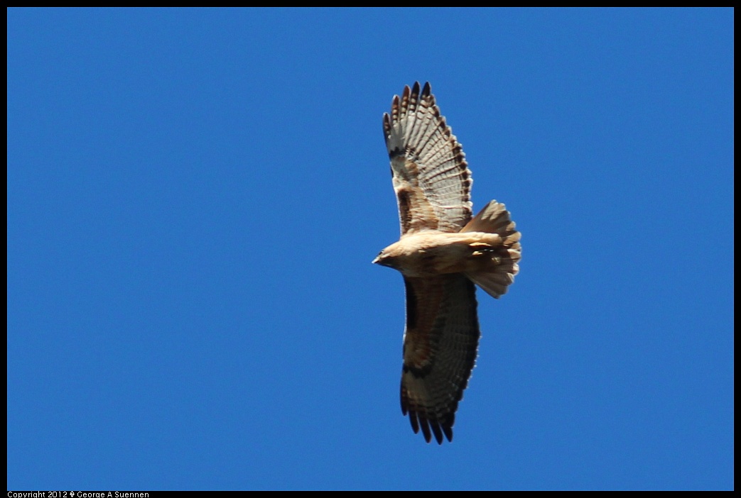 1227-104013-04.jpg - Red-tailed Hawk