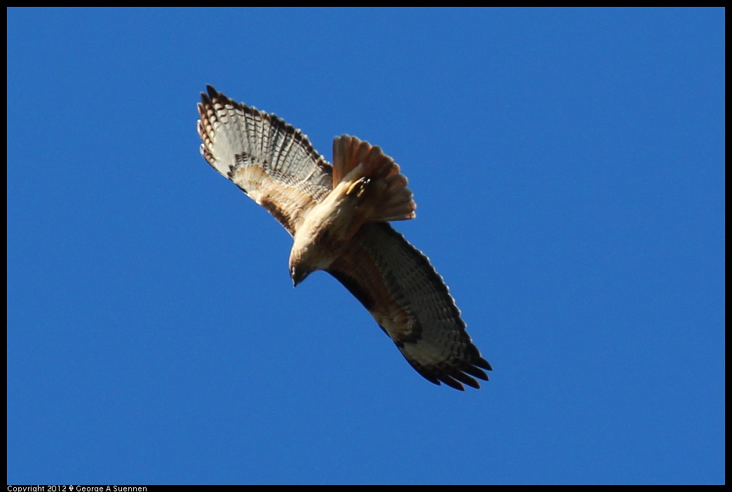 1227-104014-04.jpg - Red-tailed Hawk