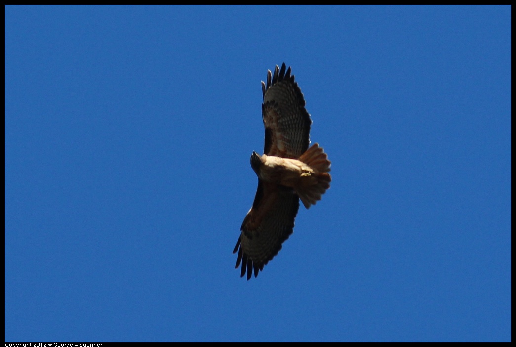 1227-104036-04.jpg - Red-tailed Hawk