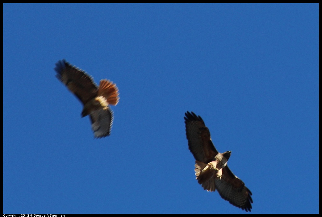 1227-104048-02.jpg - Red-tailed Hawk