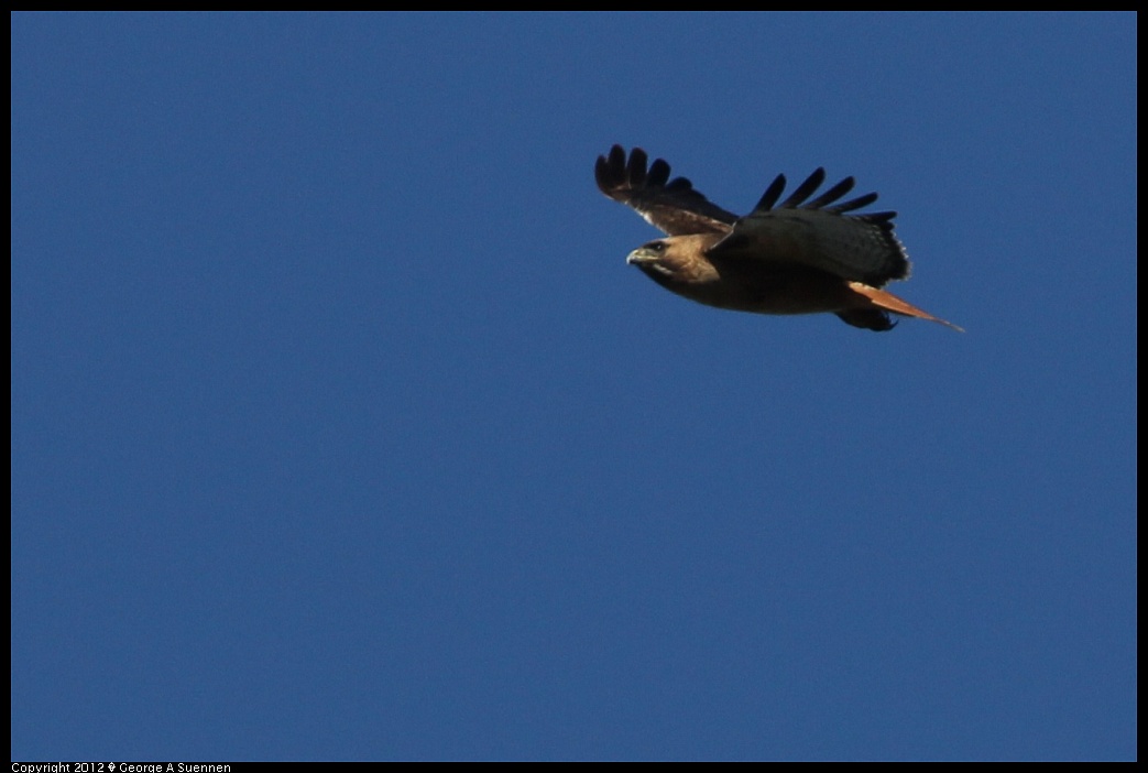 1227-104608-04.jpg - Red-tailed Hawk