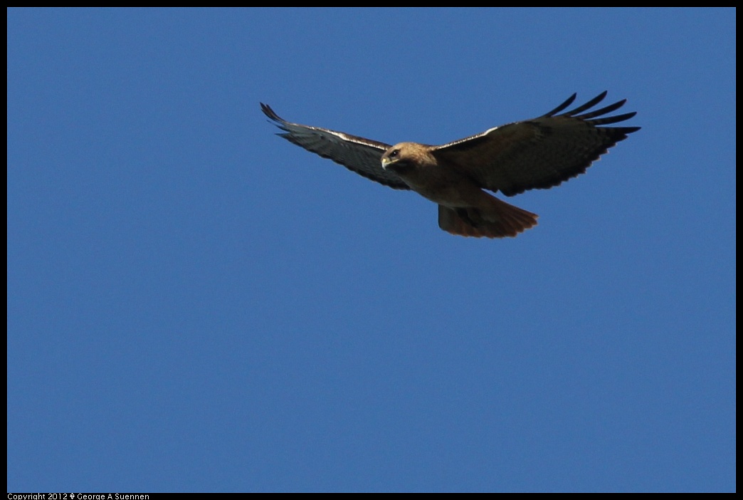 1227-104609-05.jpg - Red-tailed Hawk