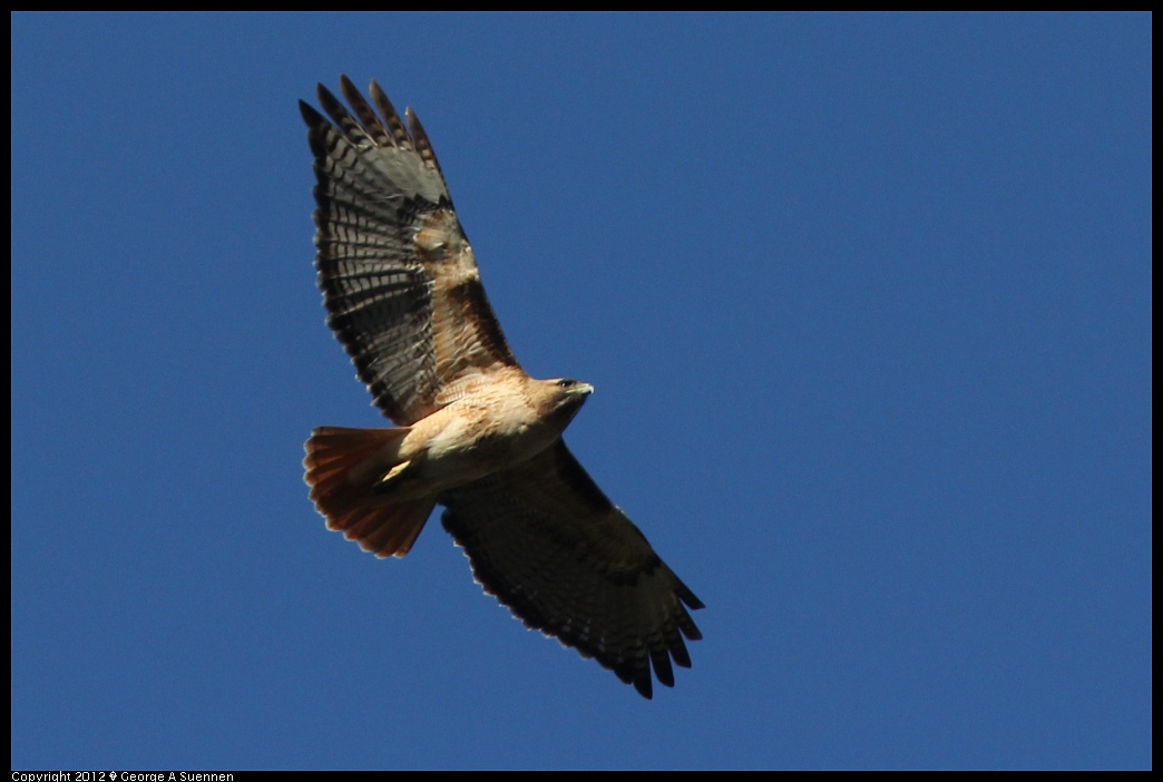 1227-104612-03.jpg - Red-tailed Hawk