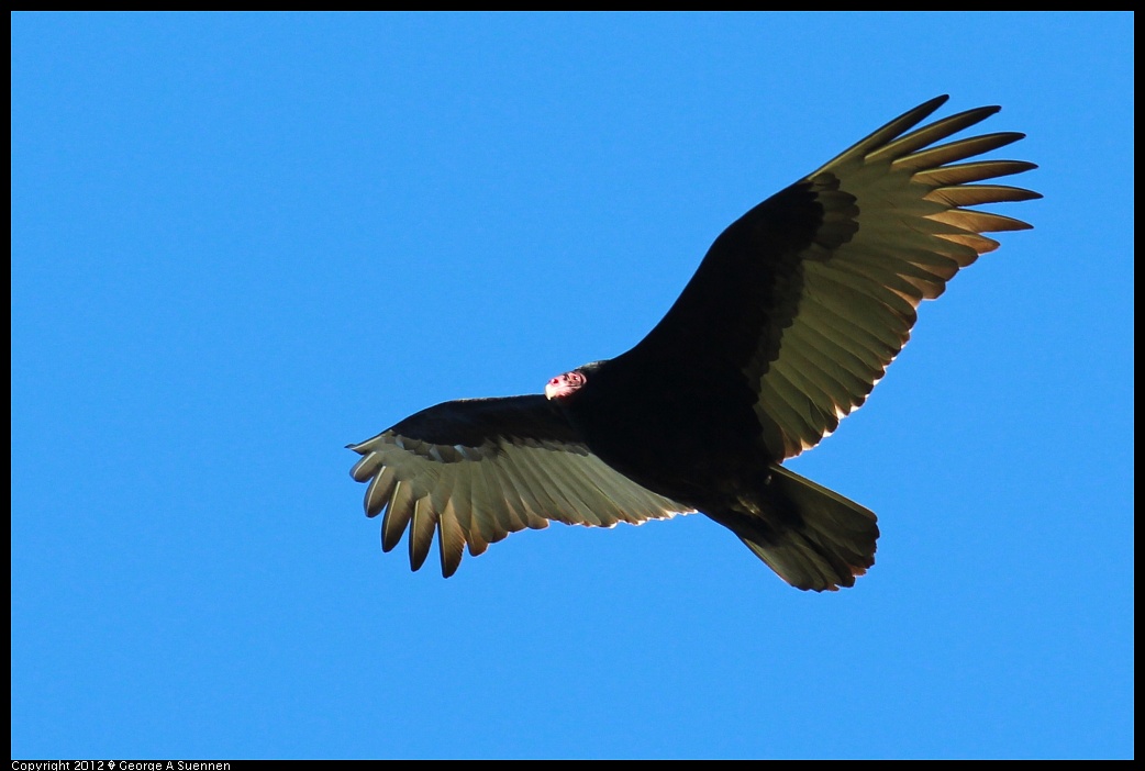 1227-110336-03.jpg - Turkey Vulture