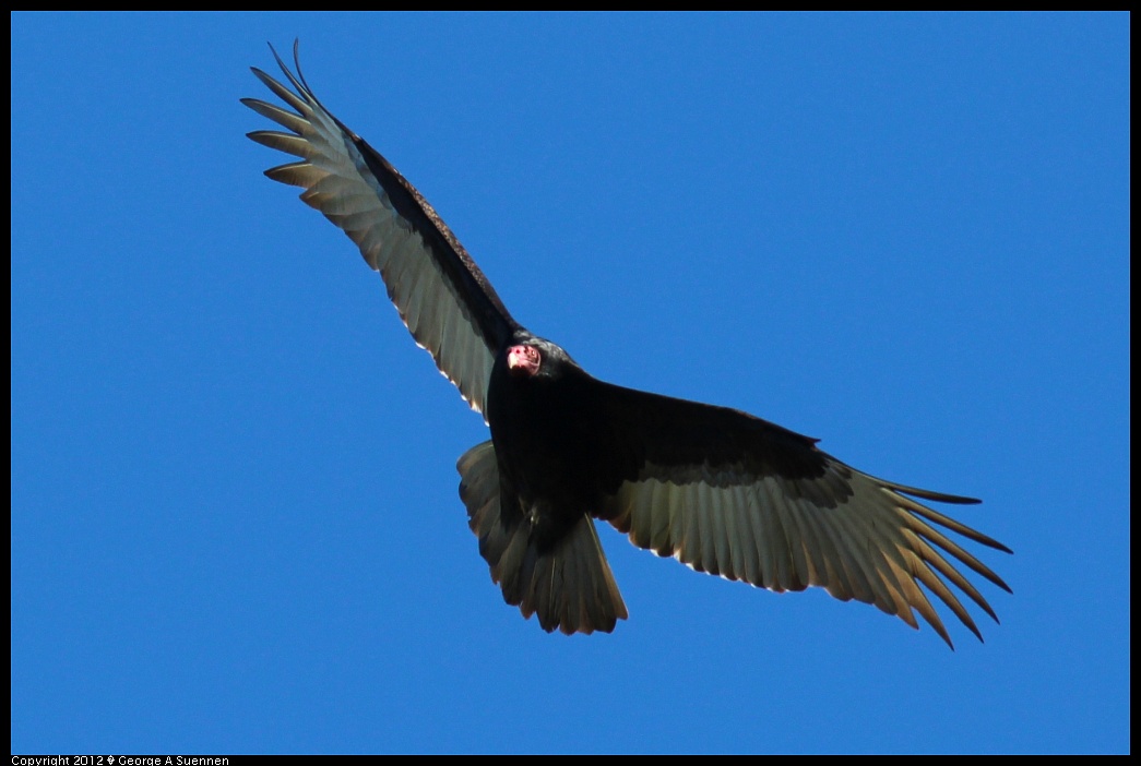 1227-110337-03.jpg - Turkey Vulture