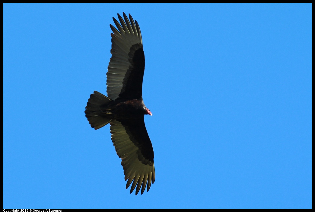 1227-110338-04.jpg - Turkey Vulture