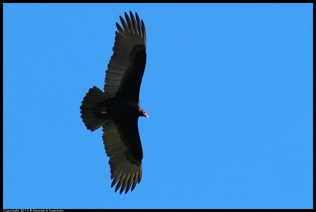 1227-110351-04.jpg - Turkey Vulture