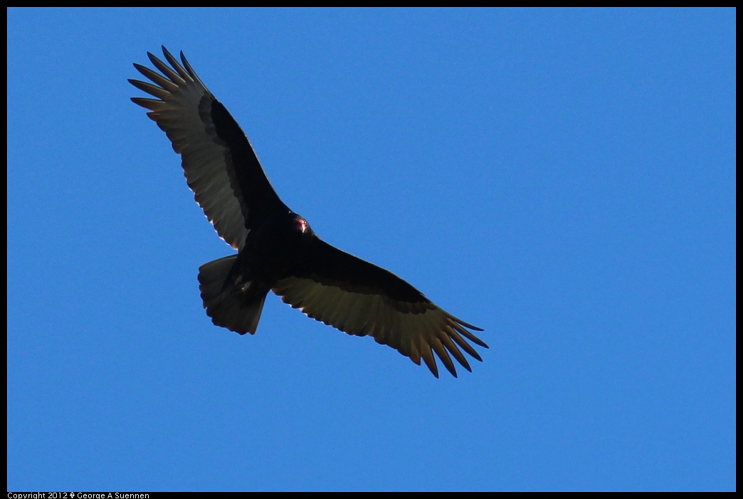 1227-110359-01.jpg - Turkey Vulture