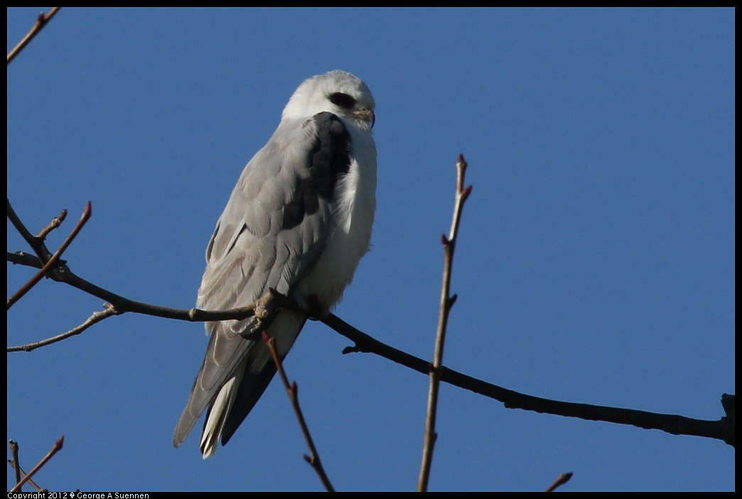 1227-111855-03.jpg - White-tailed Kite