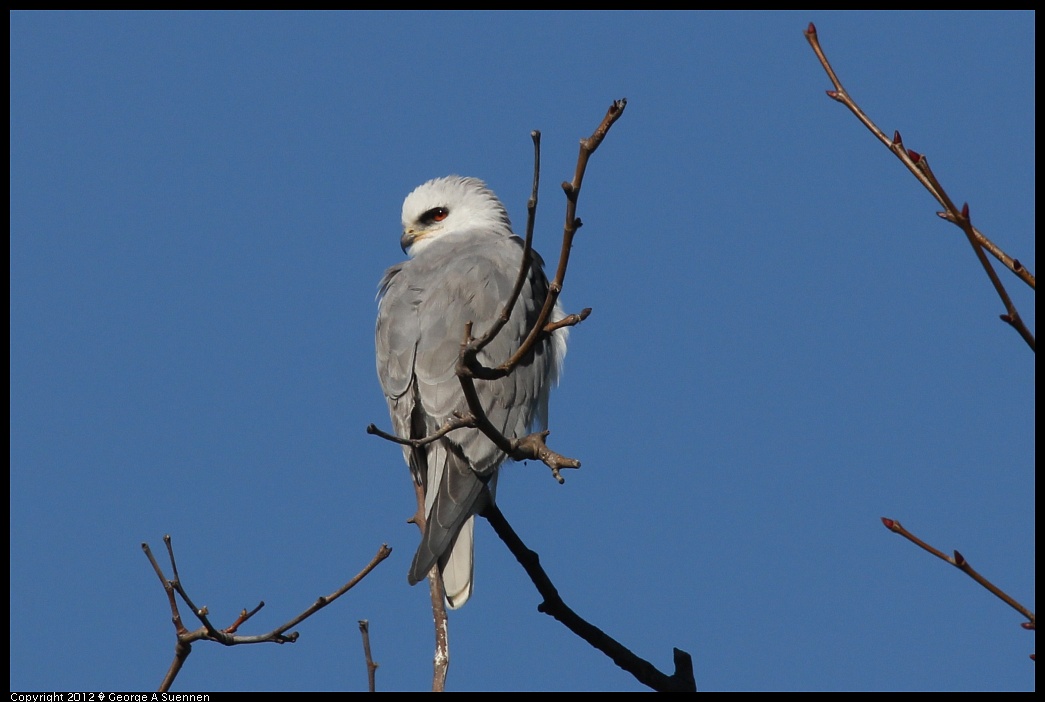 1227-112115-01.jpg - White-tailed Kite