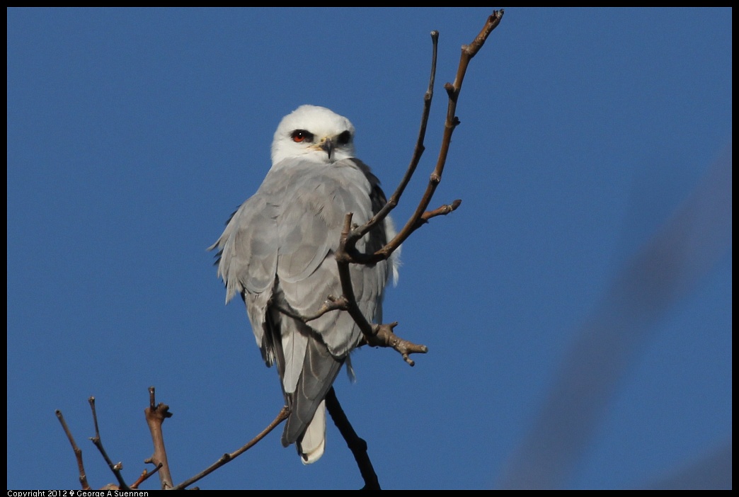 1227-112251-03.jpg - White-tailed Kite