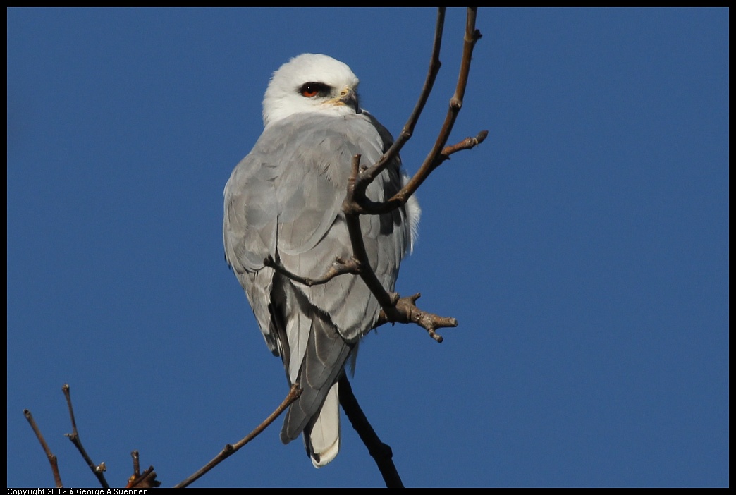 1227-112329-02.jpg - White-tailed Kite