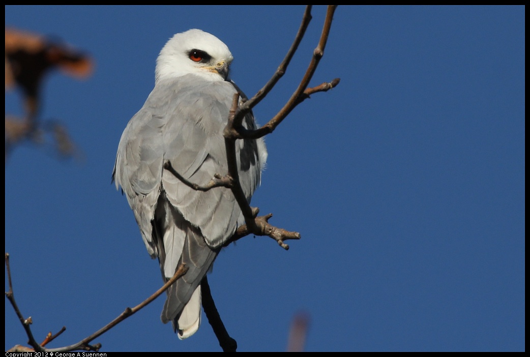 1227-112409-02.jpg - White-tailed Kite