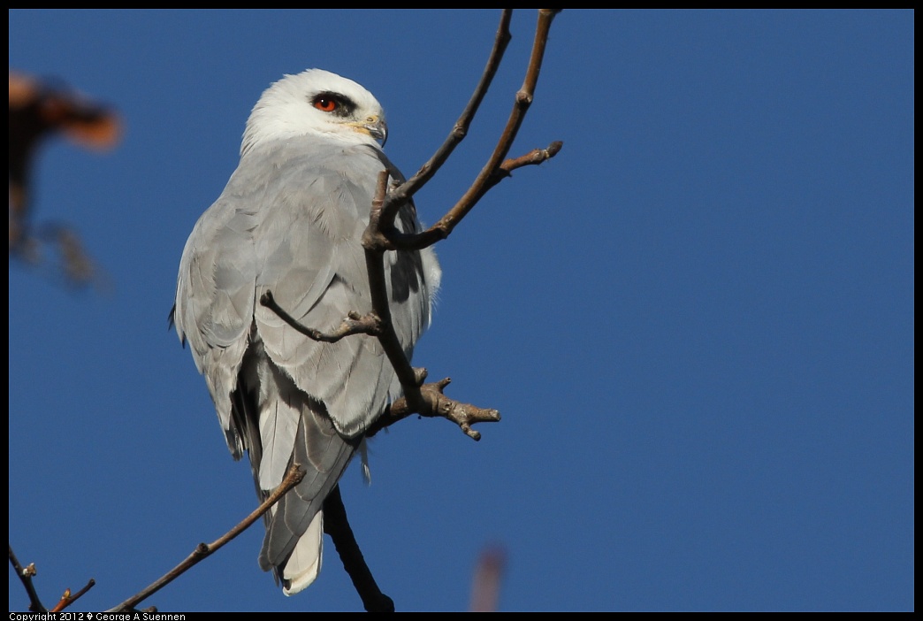 1227-112414-01.jpg - White-tailed Kite