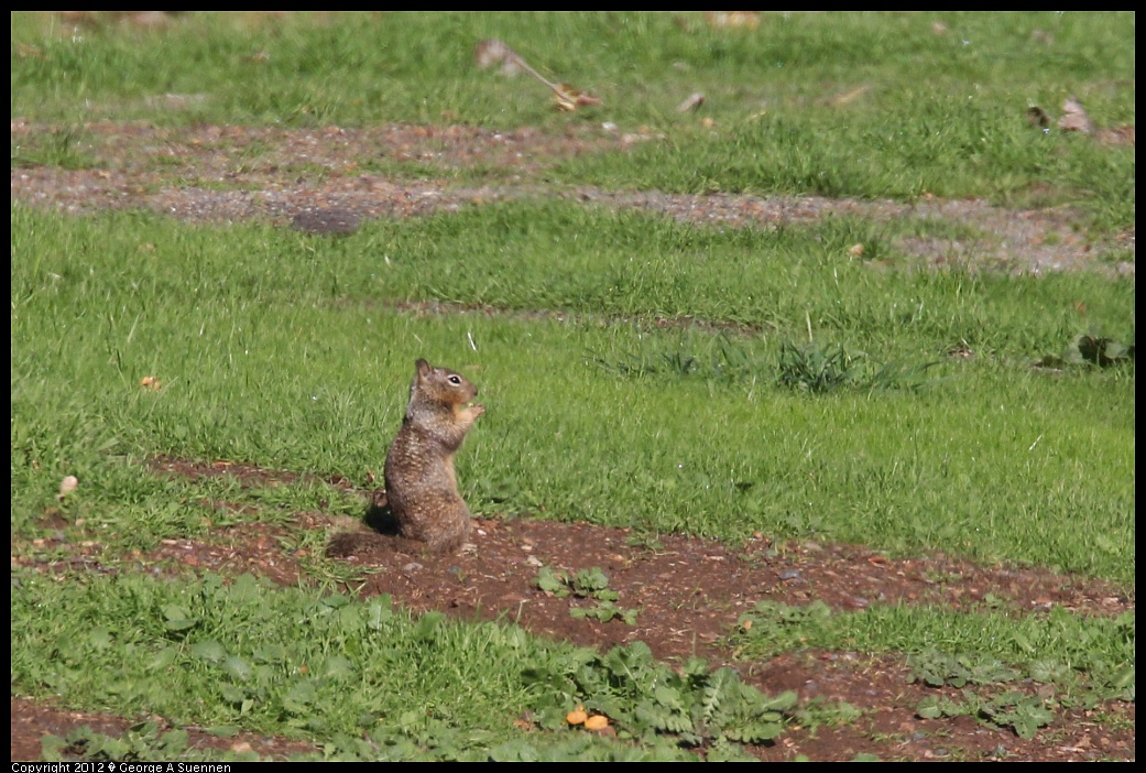 1227-112517-02.jpg - Ground Squirrel