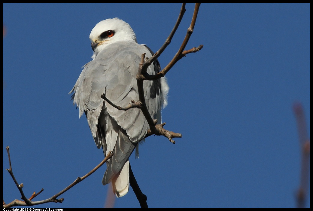 1227-112602-01.jpg - White-tailed Kite
