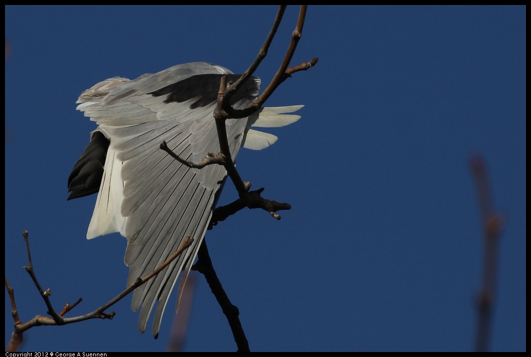 1227-112612-02.jpg - White-tailed Kite