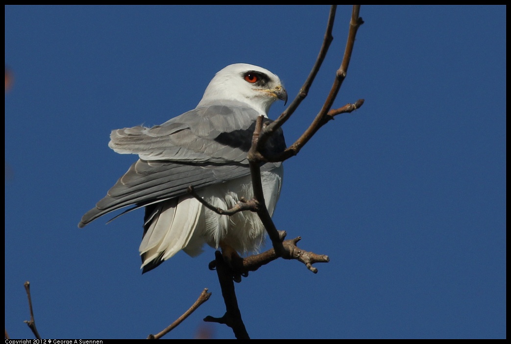 1227-112616-02.jpg - White-tailed Kite