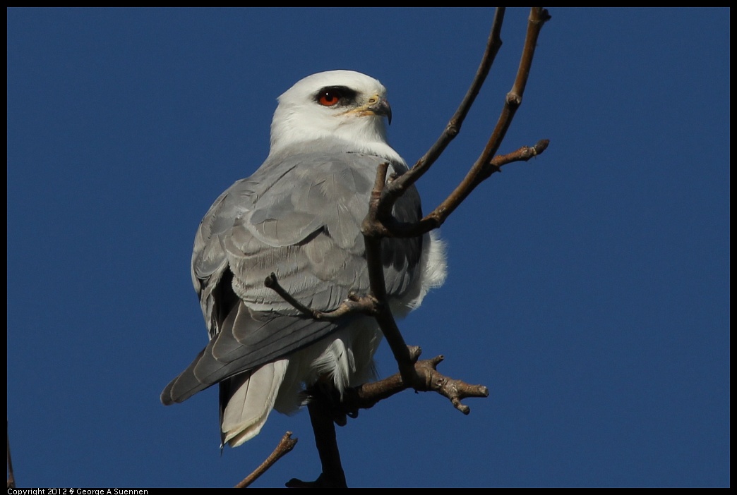 1227-112618-01.jpg - White-tailed Kite