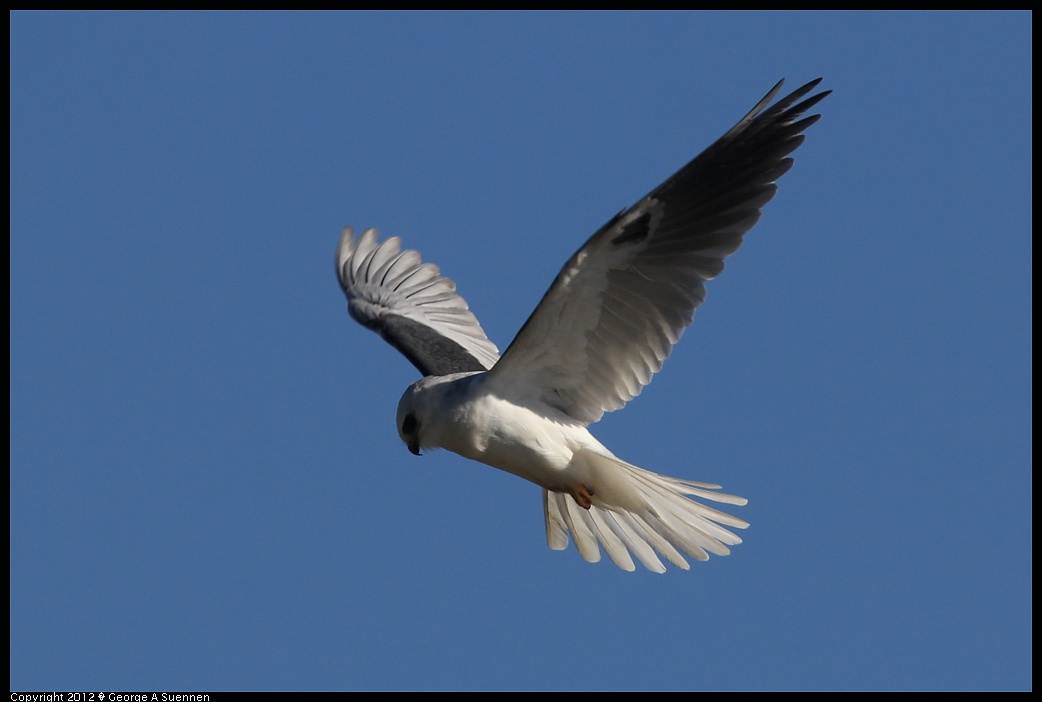 1227-113216-04.jpg - White-tailed Kite
