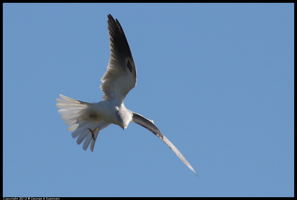 1227-113228-02.jpg - White-tailed Kite