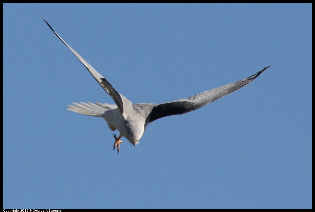 1227-113228-03.jpg - White-tailed Kite