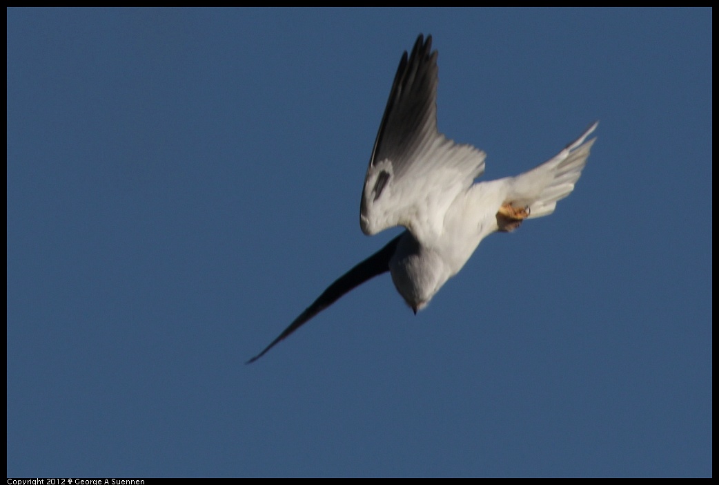 1227-113229-02.jpg - White-tailed Kite