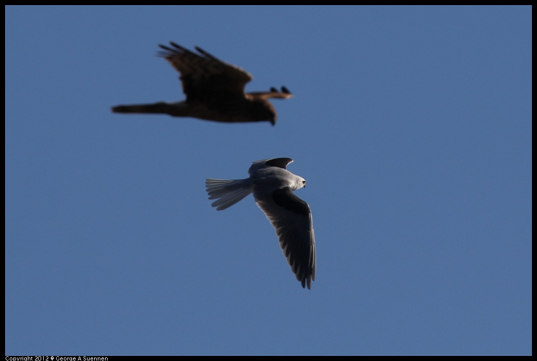 1227-113246-04.jpg - White-tailed Kite and Northern Harrier