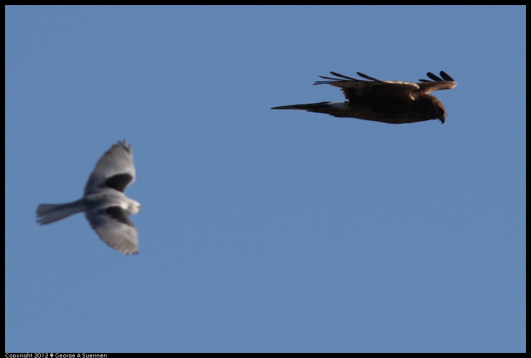 1227-113246-05.jpg - White-tailed Kite and Northern Harrier
