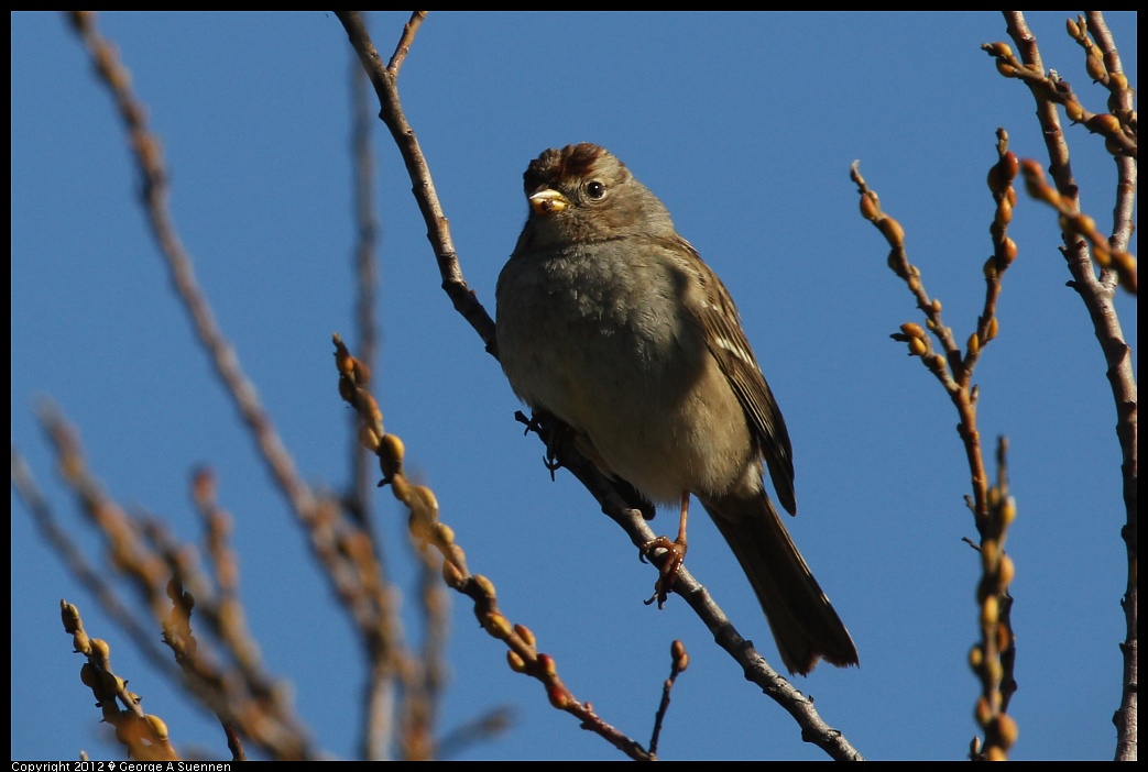 1227-113517-02.jpg - White-crowned Sparrow