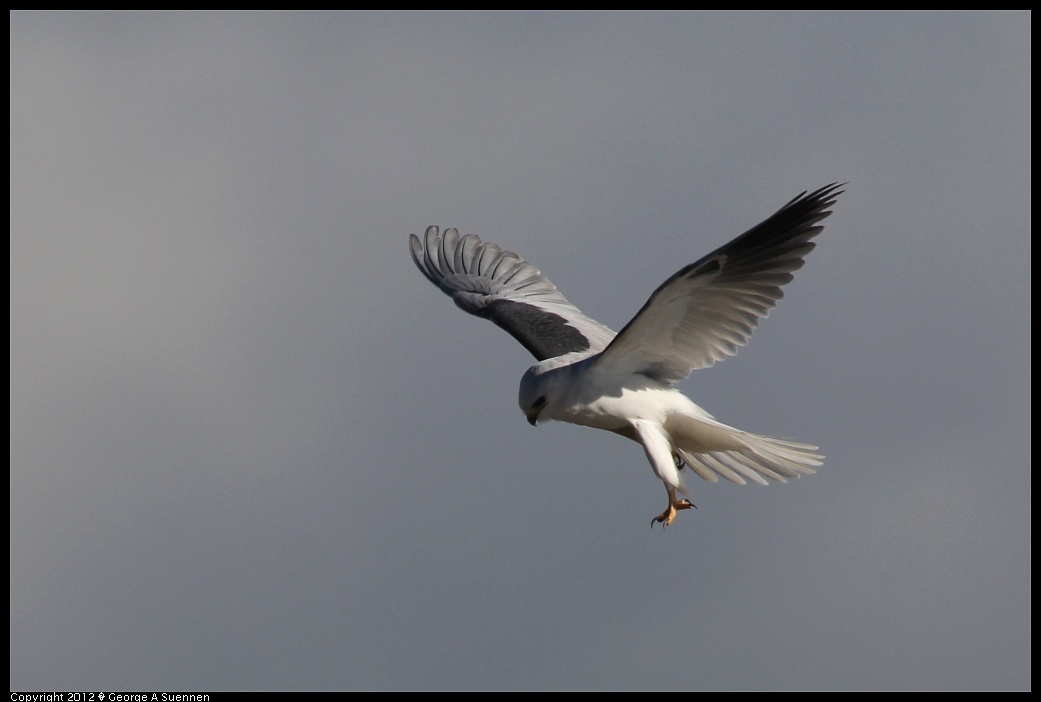 1227-113542-05.jpg - White-tailed Kite
