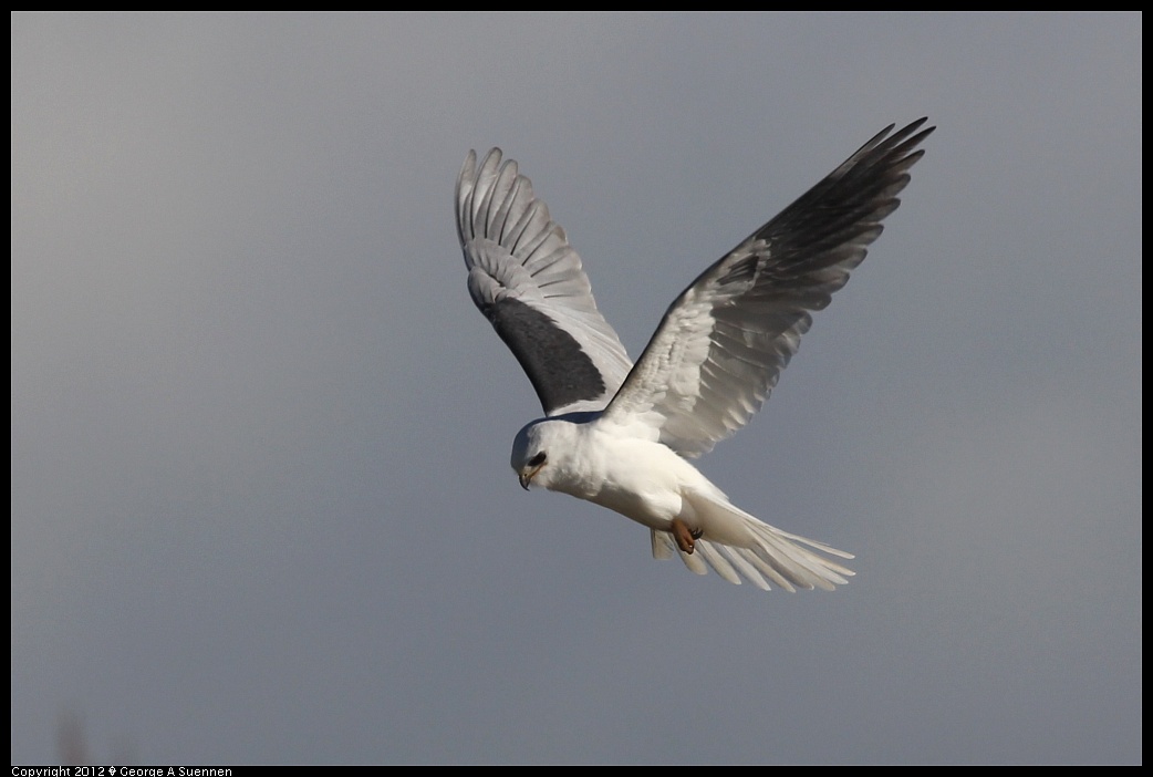 1227-113549-01.jpg - White-tailed Kite