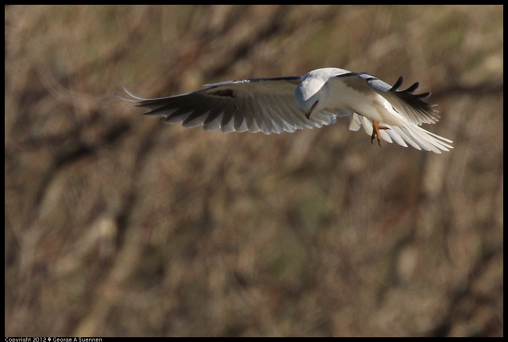 1227-113556-04.jpg - White-tailed Kite