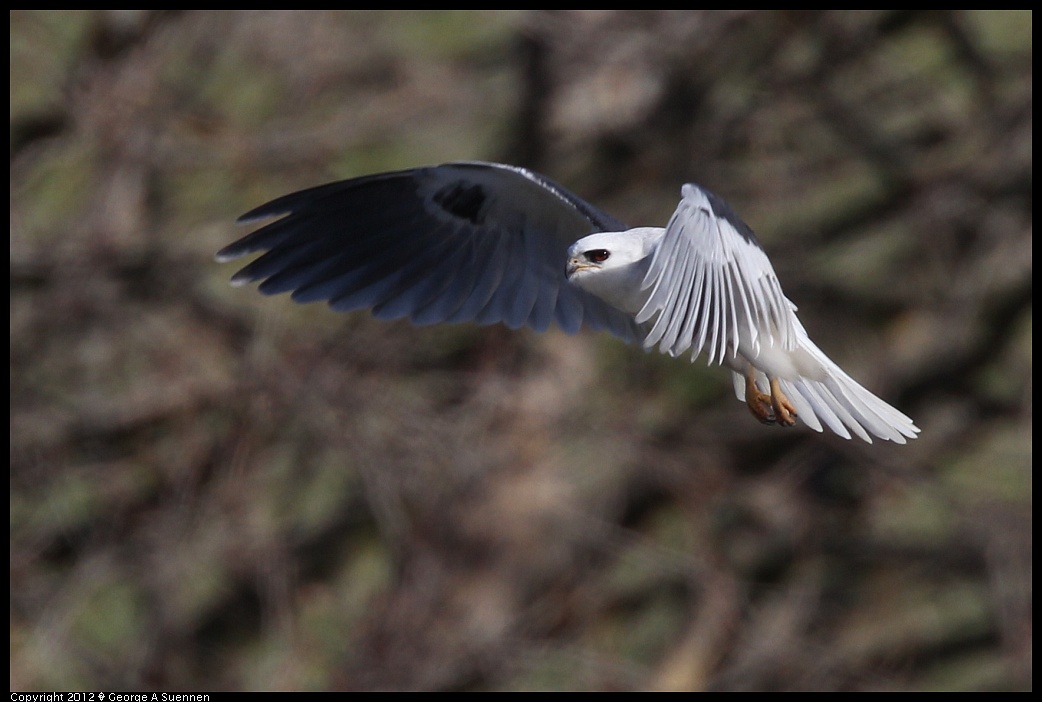 1227-113611-04.jpg - White-tailed Kite