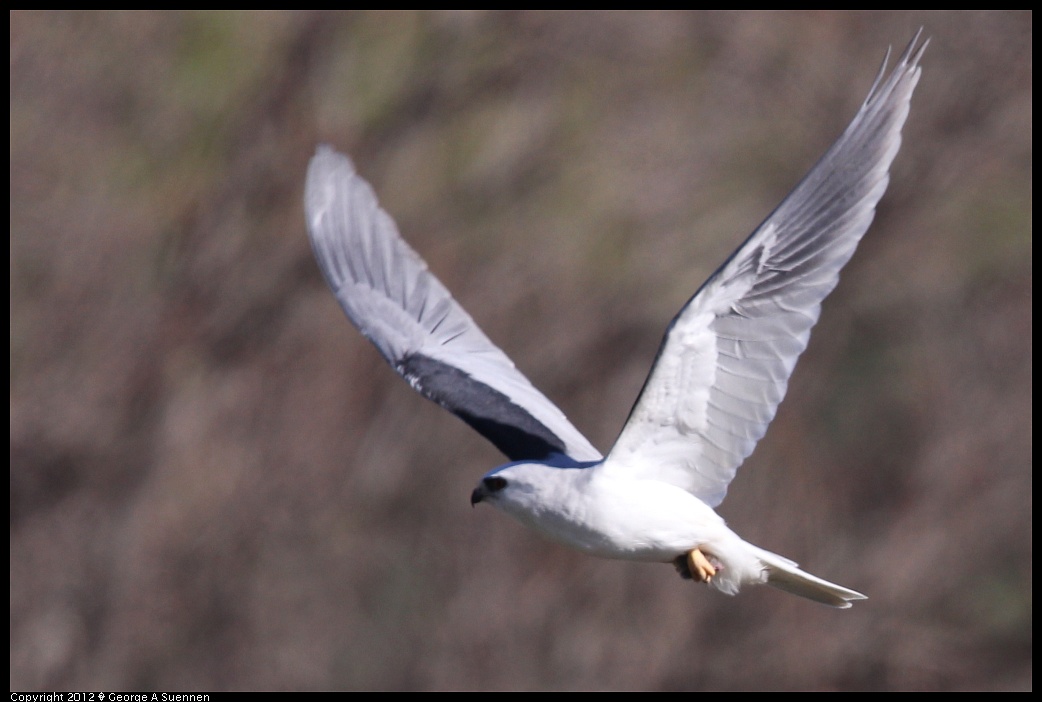 1227-113629-03.jpg - White-tailed Kite