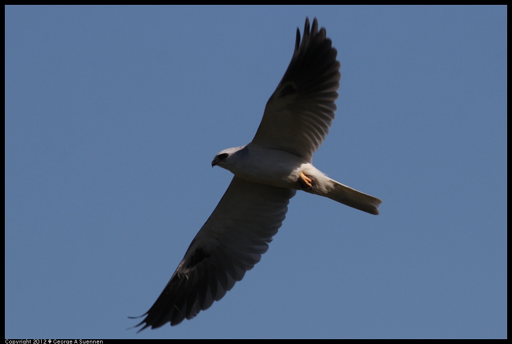 1227-113631-01.jpg - White-tailed Kite