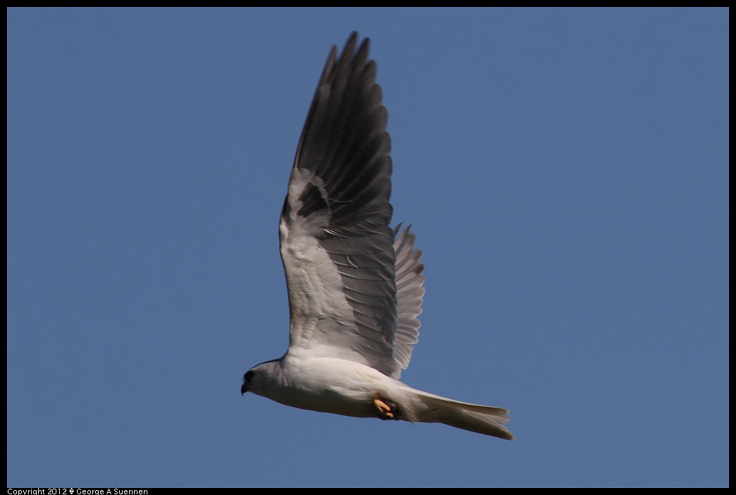 1227-113632-02.jpg - White-tailed Kite