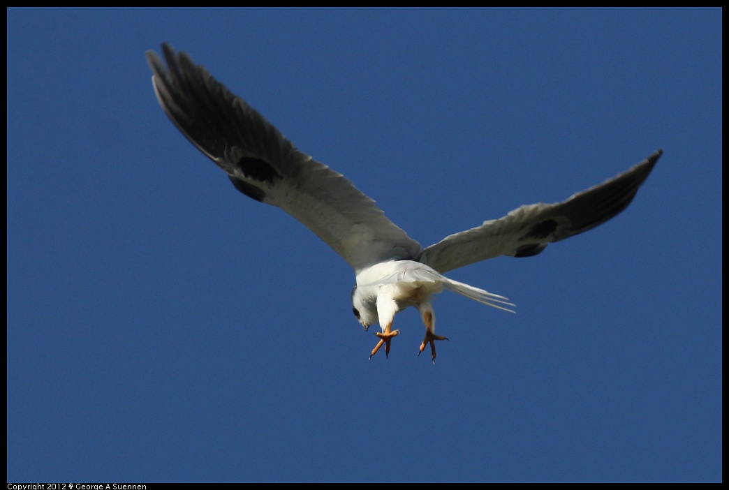 1227-113819-01.jpg - White-tailed Kite