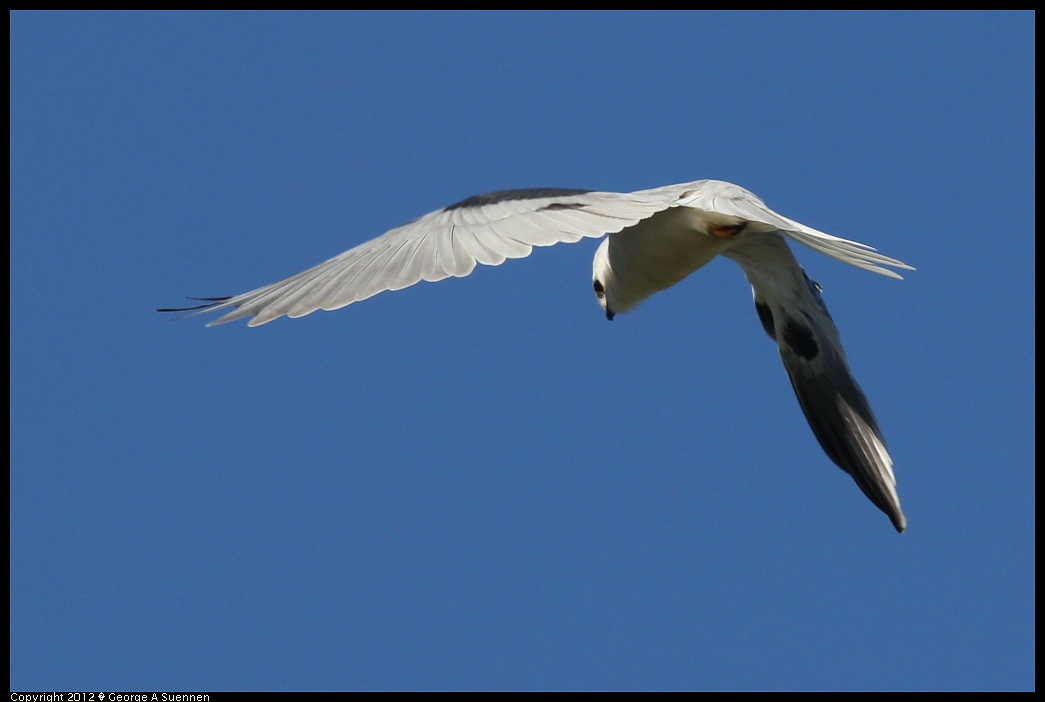 1227-113823-01.jpg - White-tailed Kite